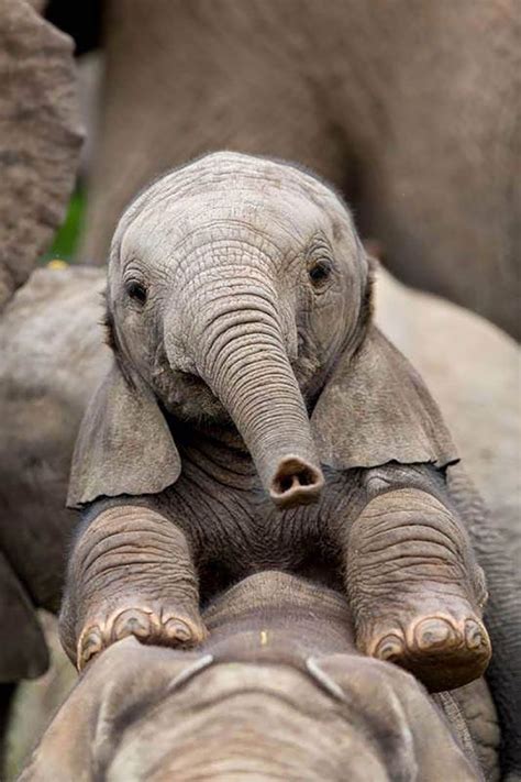 30 Baby Elephants That Will Instantly Make You Smile Elephant Cute