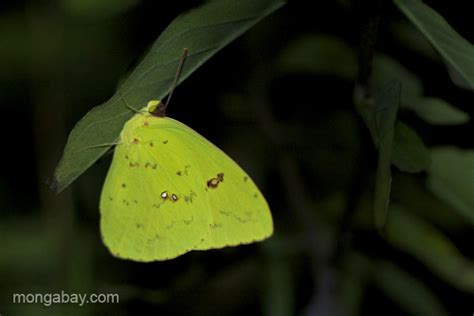 A Butterfly Near Pedernales Dominican Republic