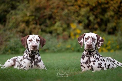 Two Dalmatian Dogs Laying In The Grass With Their Heads Turned To Look
