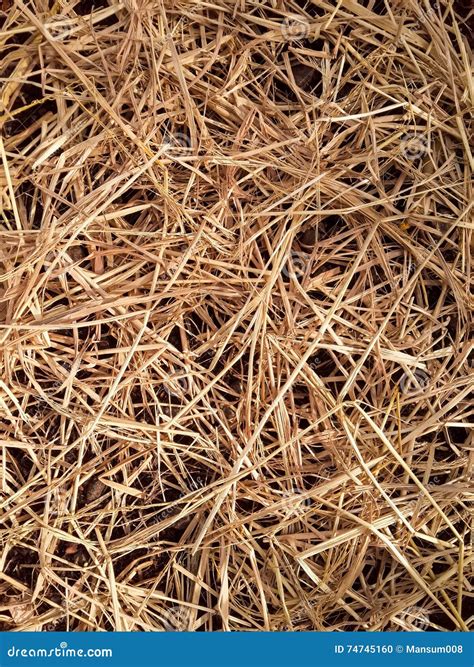 Dry Straw Texture Stock Photo Image Of Hayloft Haystack 74745160