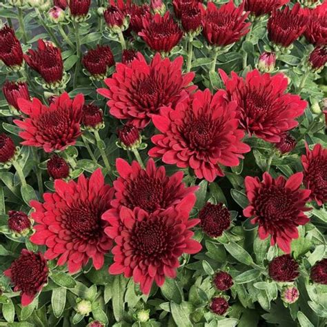 32 Types Of Red Flowers For A Gorgeous Garden Garden Design
