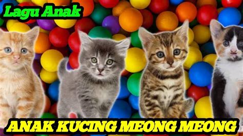 ANAK KUCING MEONG MEONG LAGU ANAK POPULER DAN KUMPULAN LAGU ANAK