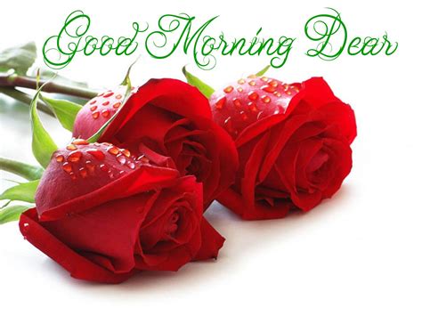 Good Morning Dear Red Roses With Water Droplets