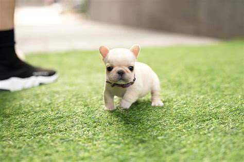There are two weight classes of french bulldog: Armani Cream Mini French Bulldog - Tiny Teacup Pups