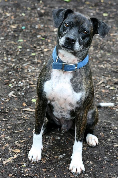 Check spelling or type a new query. Well-behaved boxer mix is looking for a family - nj.com