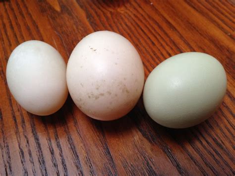 For Fun Comparison Of Muscovy And Call Duck Egg Backyard Chickens