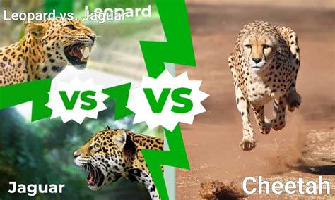 Differences Between Leopard And Jaguar Leopard