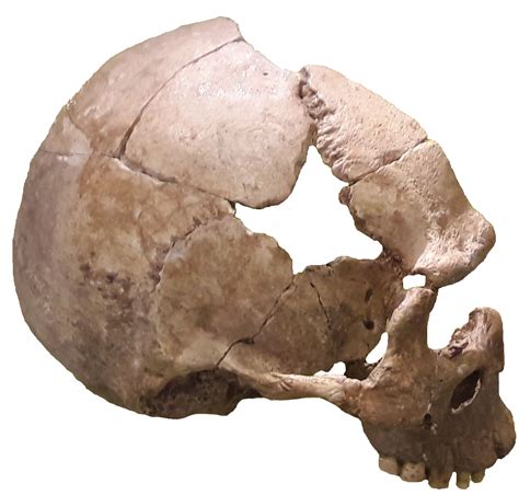 Skull