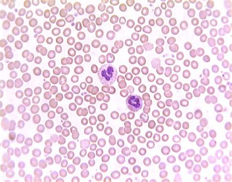 Histology At Siu Blood Cells
