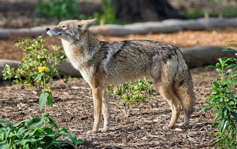 Urban Coyotes Do Not Rely On Human Food •