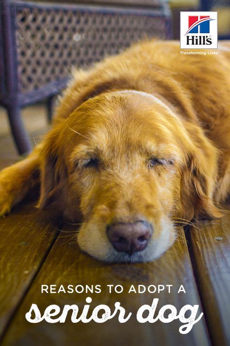 Benefits Of Adopting A Senior Dog With Images Senior Dog Senior