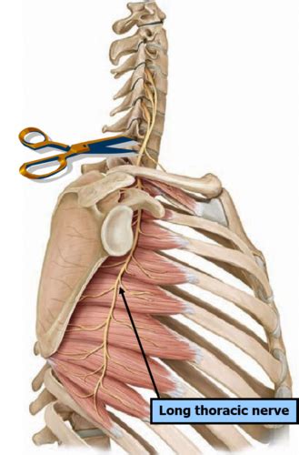 Long Thoracic Nerve Thoracodorsal Nerve