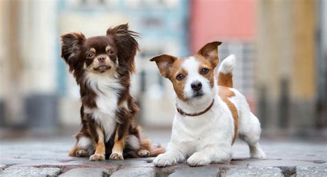 The dog is cute, and its size is usually small to medium. Jack Russell Chihuahua Mix - Could The Jack Chi Be Your Perfect Pet?