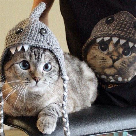 Cute Little Funny Cats Wearing Hat