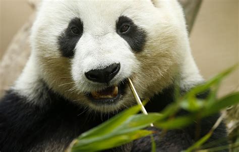 Photos San Diego Zoos Giant Pandas The San Diego Union Tribune