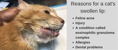 Cat Swollen Lip Lower Upper Causes And Remedies Dogs Cats Pets