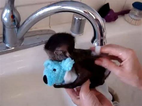 Adorable Baby Monkey Clutches Stuffed Toy During Bath Time Video
