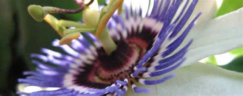 the top 6 benefits of passion flower naturalalternativeremedy