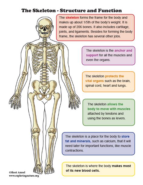 The Human Skeleton Diagram Structure And Function Images And Photos