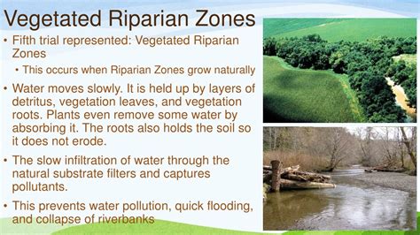 Ppt Riparian Zones Powerpoint Presentation Free Download Id8951206
