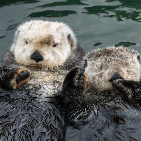 the most adorable week of the year sea otter awareness week inside vancouver bloginside