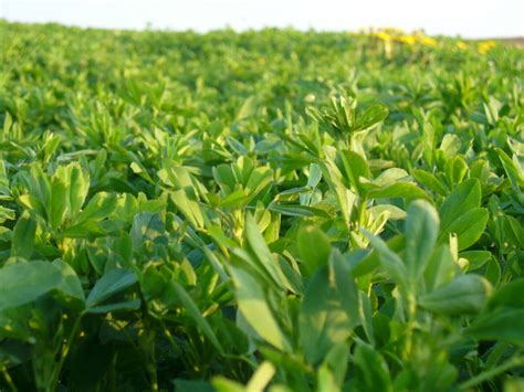 3 Tips For Assessing Spring Alfalfa Stands Latham Hi Tech Seeds