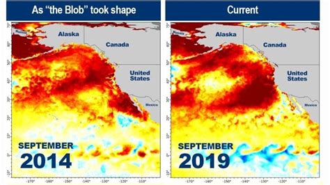 Scientists Monitoring New Marine Heat Wave Off Bc Coast Similar To