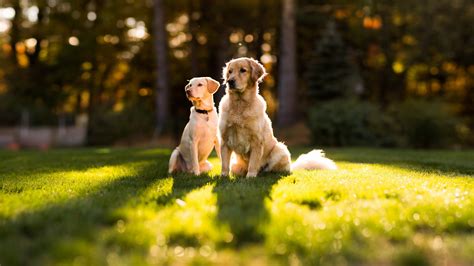1920x1080 1920x1080 Couple Summer Dog Dogs Grass Coolwallpapersme