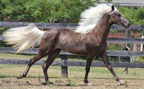 Rocky Mountain Horse Kentucky Mountain Saddle Horse Horses Pretty