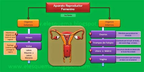 Mapa Conceptual Del Aparato Reproductor Masculino Y Femenino Demi Mapa