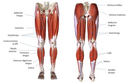 Body coverings and body systems; Understanding Wing Chun Structure - Lower-body - Wing Chun ...