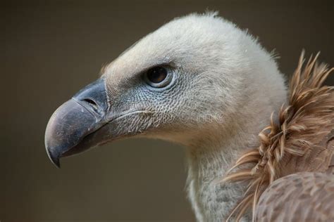 Griffon Vulture Gyps Fulvus Stock Photo Image Of Animals Ethiopia