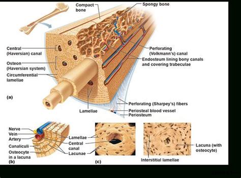 What are diplo , its function, and location? Compact Bone Diagram | Anatomy organs, Anatomy, Human ...