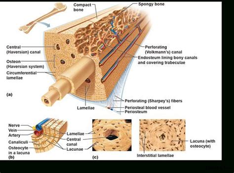 Foot body diagram data wiring diagram today. Compact Bone Diagram | Anatomy organs, Anatomy, Human ...