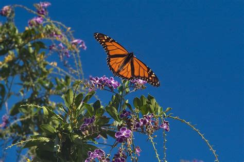 In addition to their aesthetic appeal, butterflies are important pollinators as well as sensitive indicators for environmental health. Pin by Bryanna on Bee (With images) | Monarch butterfly ...