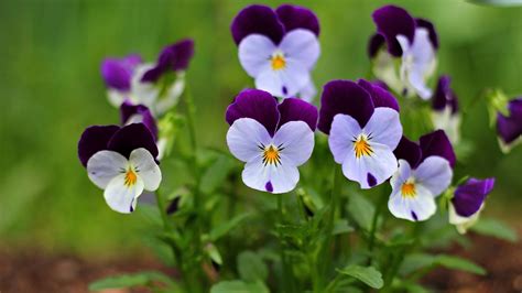 Small Beautiful Flowers Pansy Wallpapers And Images Wallpapers