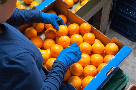 Mandarin Kinnow Orange exporters | Saremco International ...