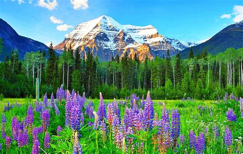 1920x1080px 1080p Free Download Canadian Rockies Wildflowers Forest