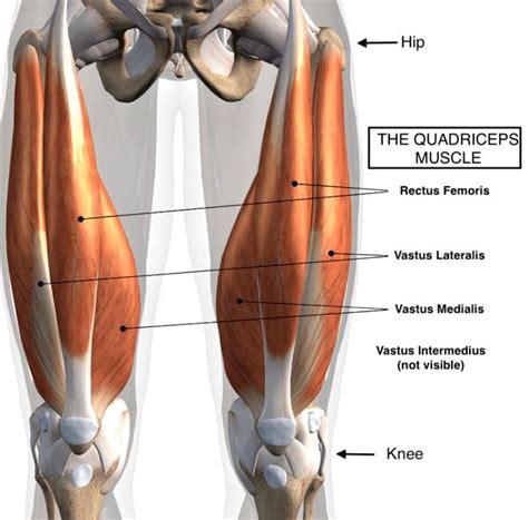 Lower Back Pain Relief How Quadriceps Tightness Affects Posture El Paso Tx Health Coach Clinic