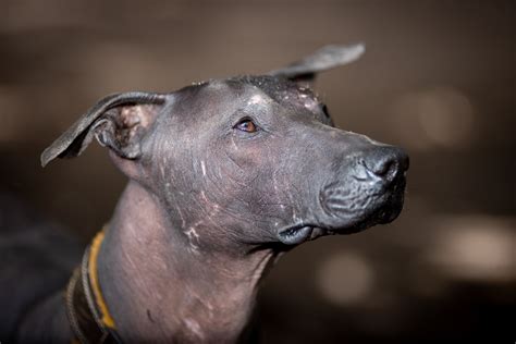 Las 3 Razas De Perros Ideales Para Los Amantes De México La Raza