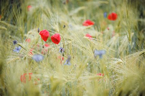 Poppies And Cornflowers With Raindrops In The Barley Field Bringhausen