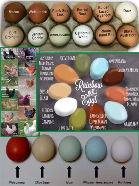 Chicken Breed Egg Color Chart Chicken Coop Laying Chickens Chicken Breeds