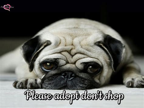 Please Adopt Don't Shop (Nation Wide Sharing Place)