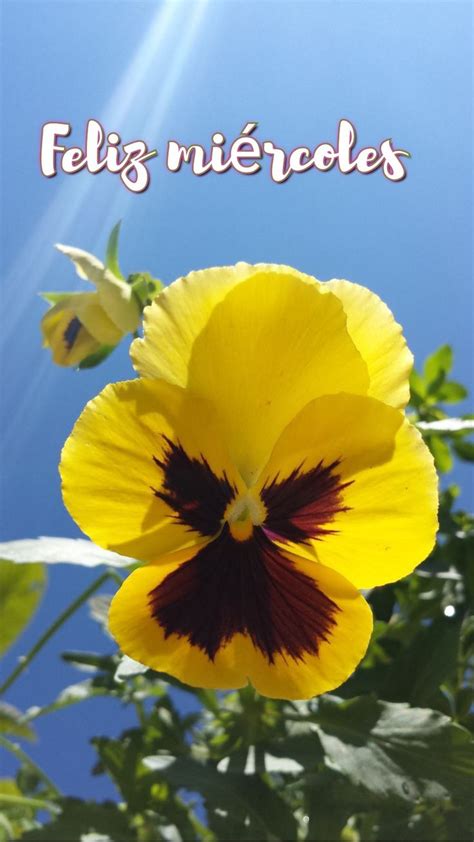 A Close Up Of A Yellow Flower With The Words Feliz Vierceles Above It