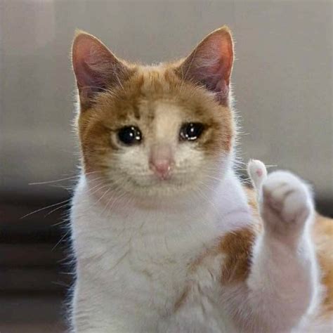 crying cat 1080x1080 meme dank cat memes screaming 1080x1080 gamerpic memes cat crying cat