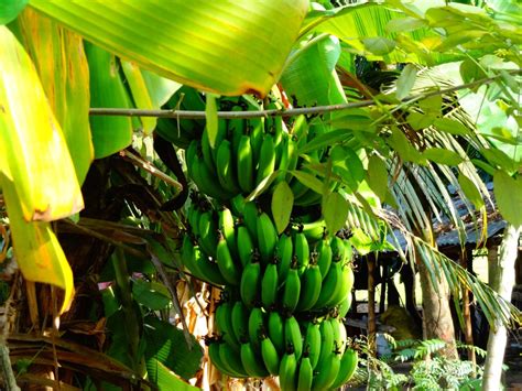 Banana Tree Kerala Twin Fruit
