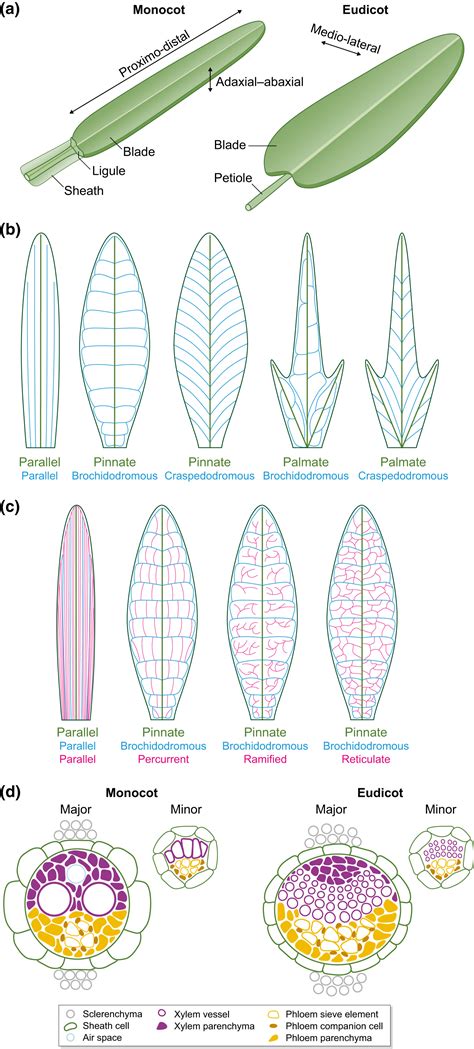 Monocot Leaf Venation