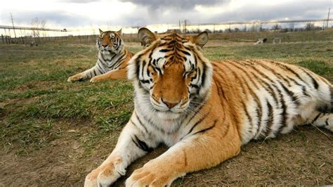Big Cats Us Senators Seek Ban On Private Ownership Of Lions And Tigers