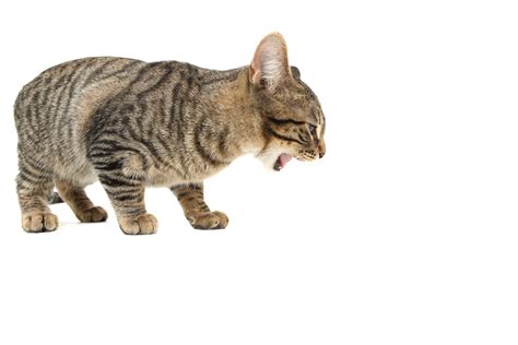 Kucing menjadi salah satu hewan yang mudah keracunan sehingga menimbulkan gangguan kesehatan misalnya muntah kuning. 17 Penyebab Kucing Muntah Yang patut Di Waspadai ...