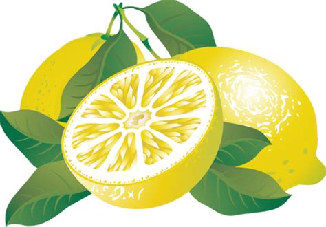 Lemon Tree Branch Clip Art